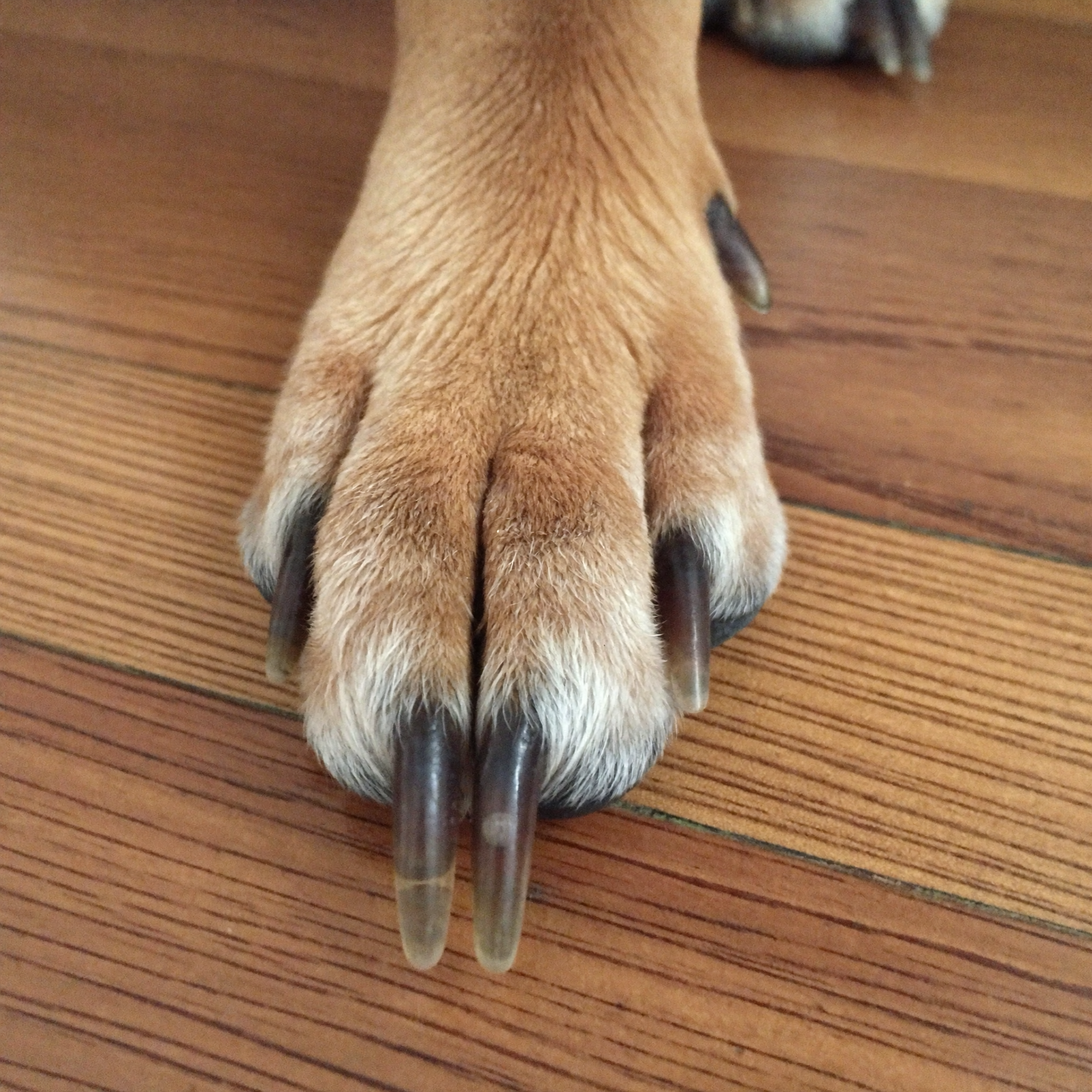 Dog nails clicking on hard floors