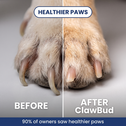 ClawBud™ Scratch Board