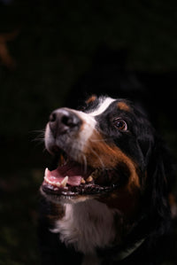 Gia H.